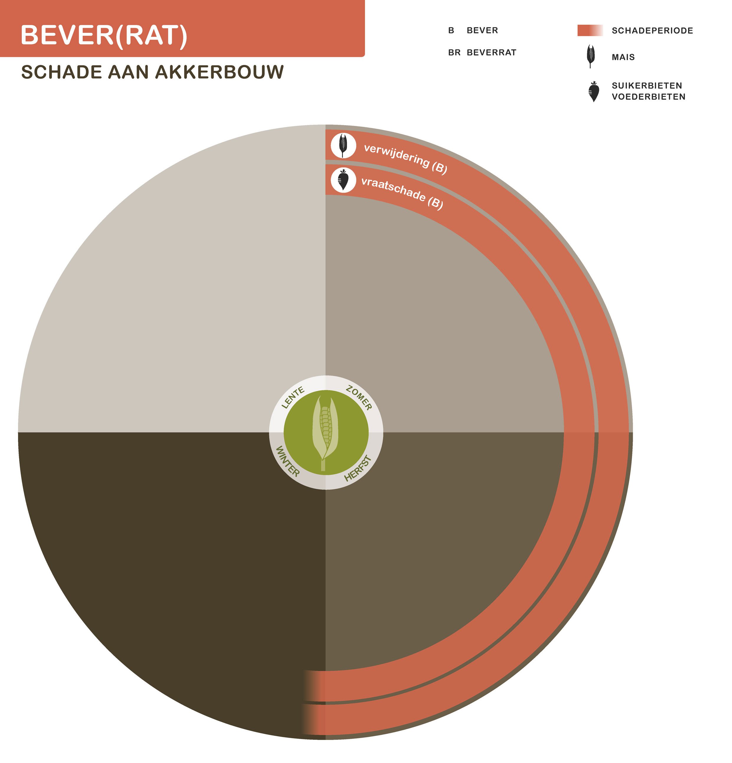 Infographic bever akkerbouw