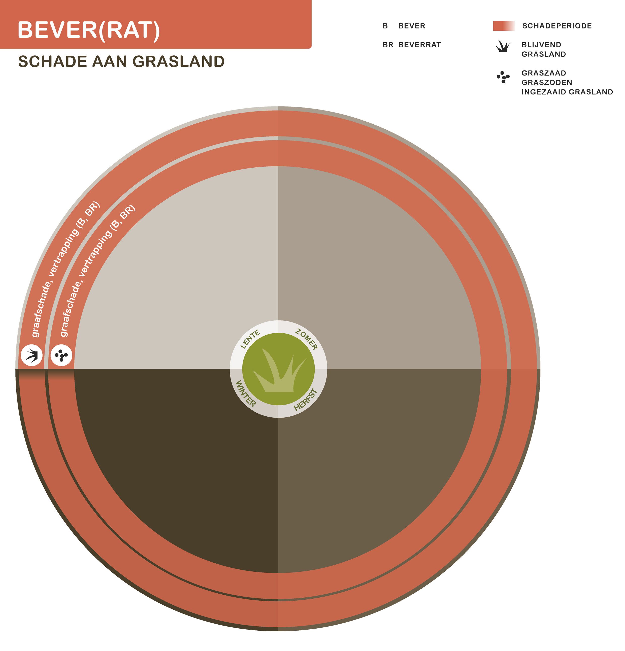 Infographic bever grasland