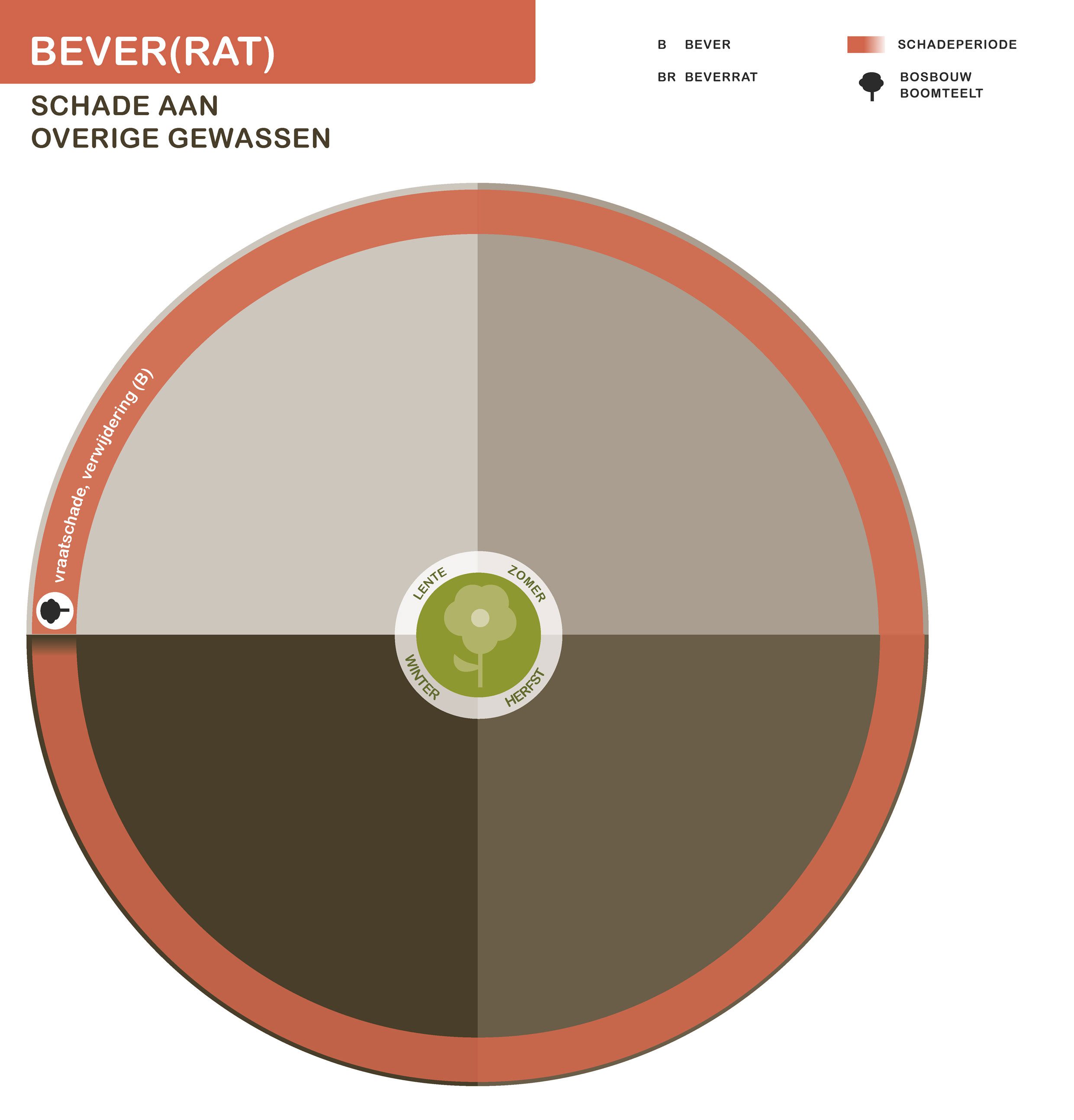 Infographic bever overig