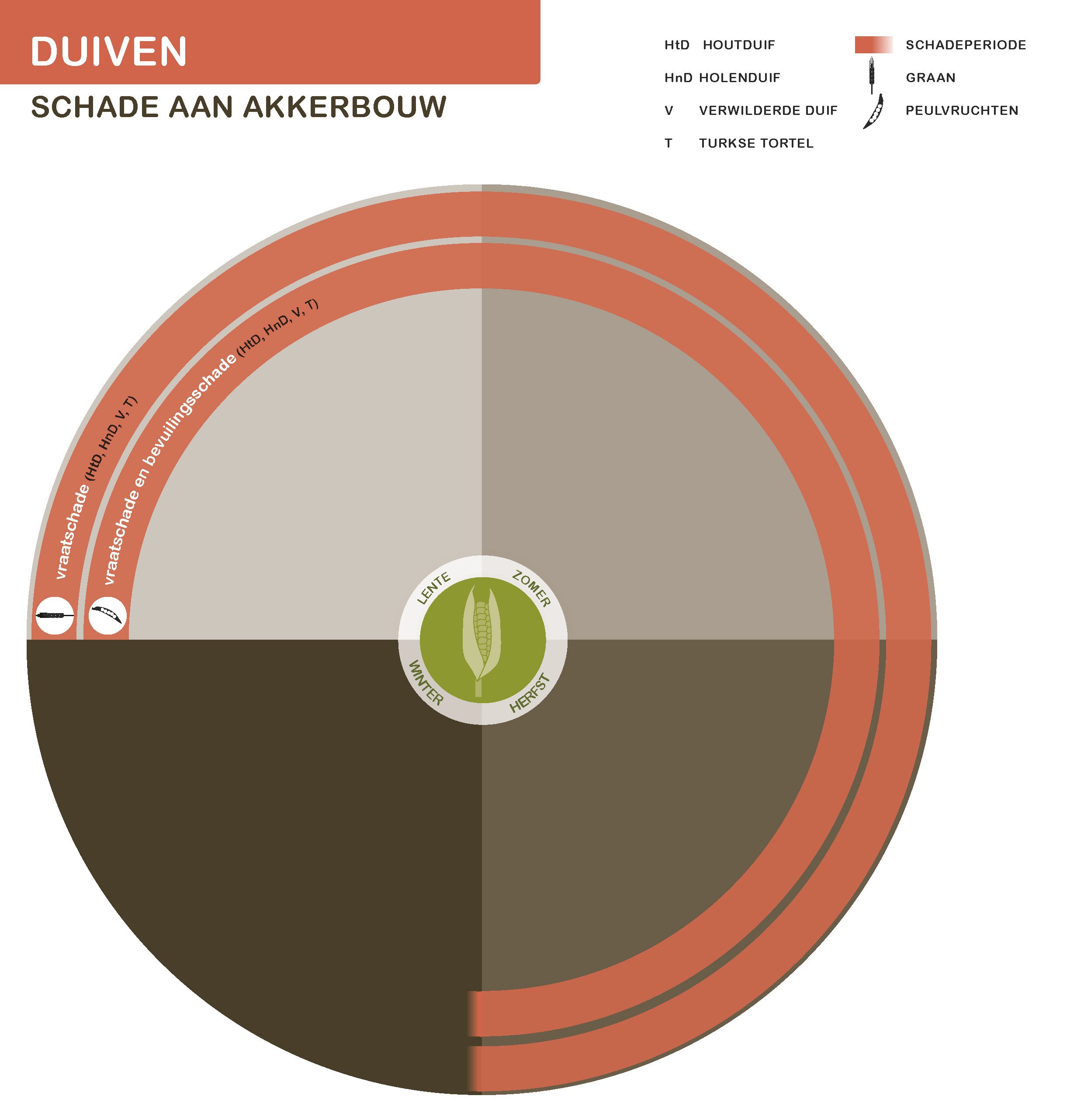 Infographic Duif schade aan akkerbouw