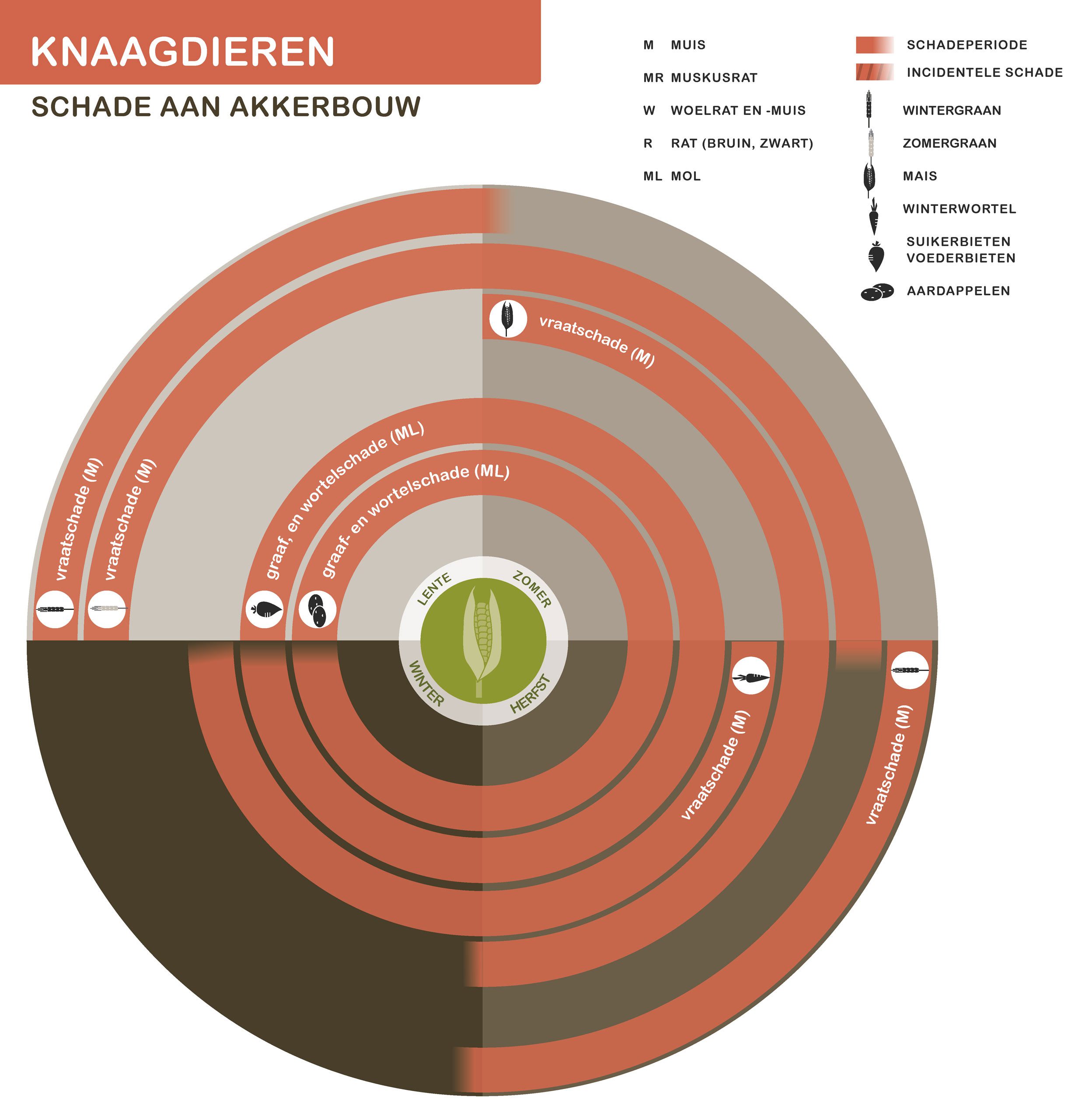 Infographic knaagdieren schade aan akkerbouw