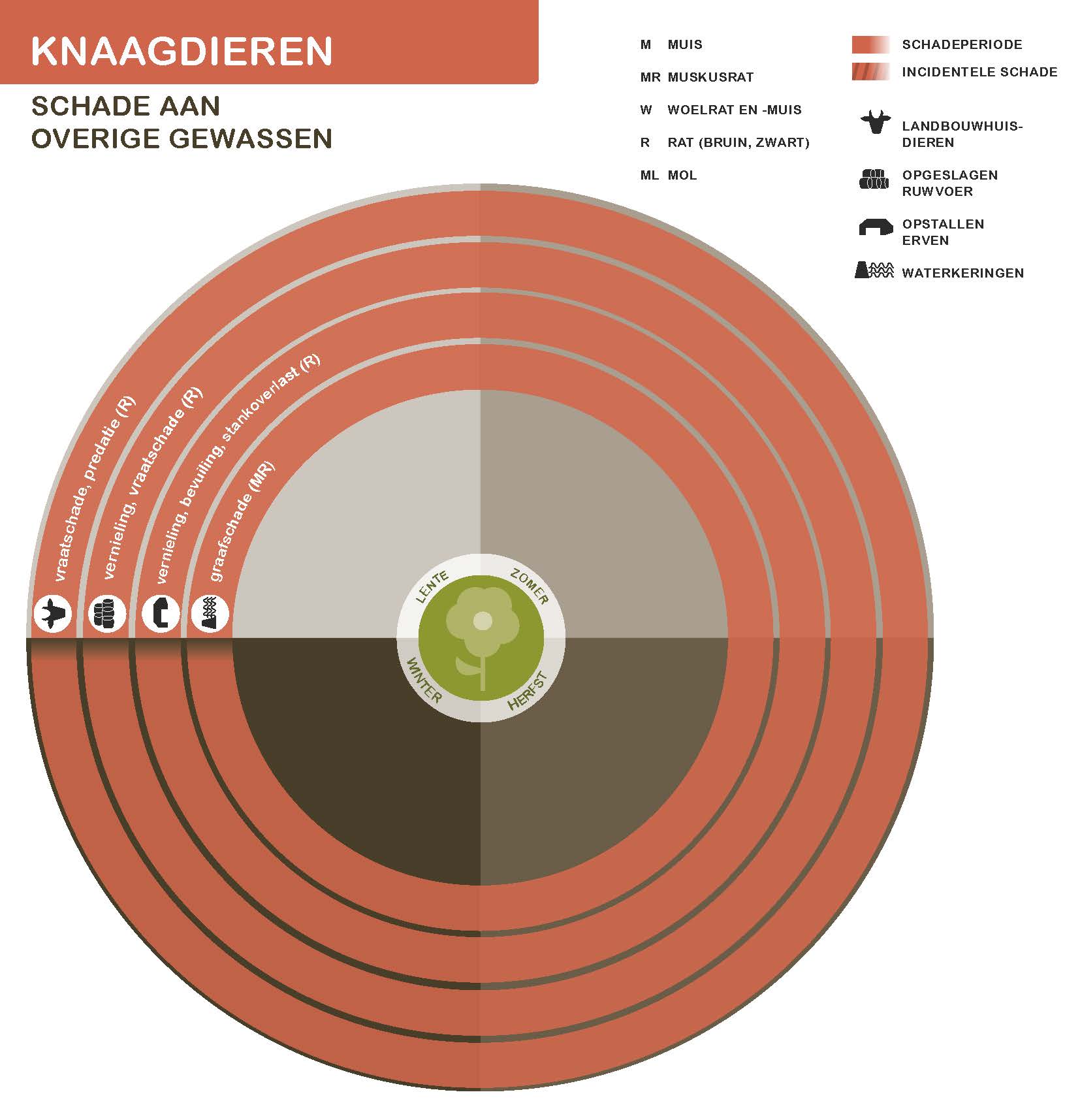 Infographic knaagdieren schade aan overige gewassen