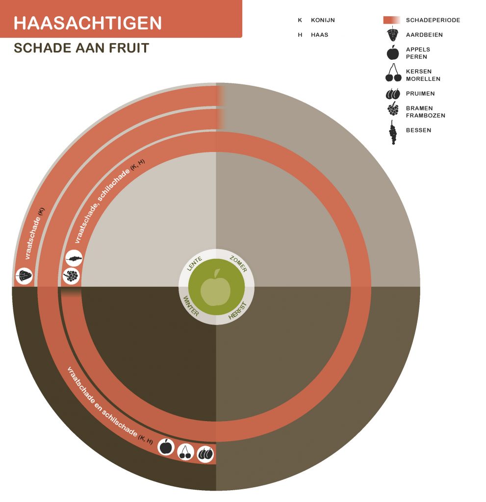 Infographic haasachtigen schade aan fruit