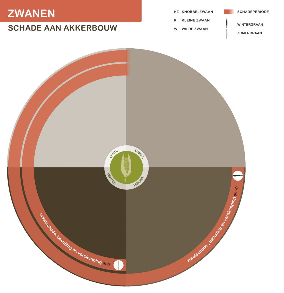 Infographic zwanen schade aan akkerbouw