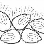 Negatieve conditionering met smaakmiddelen op zaad